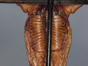 Spanferkel nach Asado Art am Kreuz auf dem Lachsgrill (gegart)