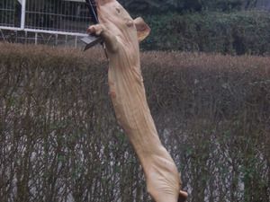 Spanferkel nach Asado Art am Kreuz auf dem Lachsgrill (roh)