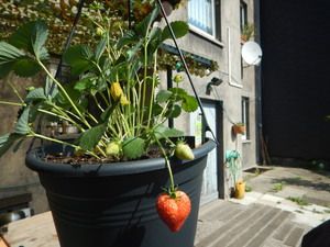 Erdbeerpflanze im Blumentopf mit einer reifen Frucht