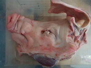 Schweinekopfhälfte in einer Wanne