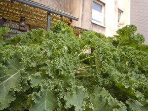 Frischer Grünkohl im Beet